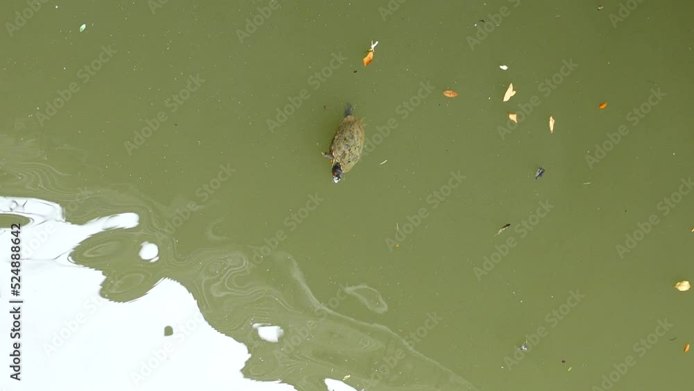 young turtle resting on rock swimming on water young turtle resting on rock swimming on water