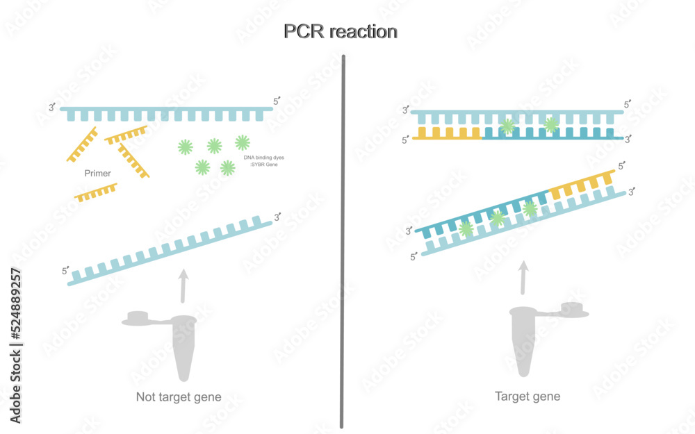 The PCR reaction of target and nontarget gene in test tube that used