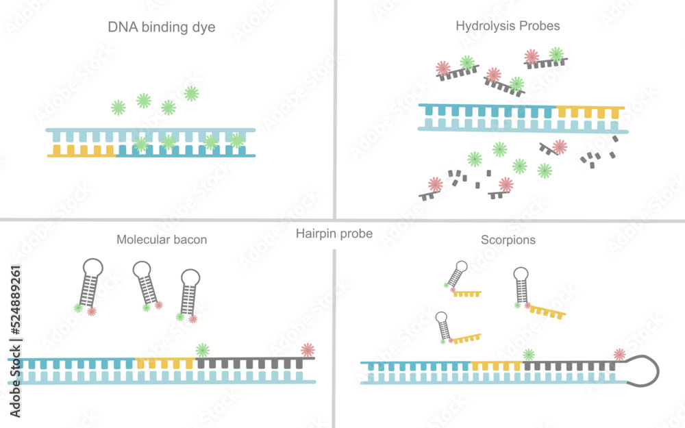 The type of Real-time PCR detection chemistries for machine detection or signal analysis : DNA binding dyes, hydrolysis probes, hairpin probes (Molecular bacon, Scorpions)