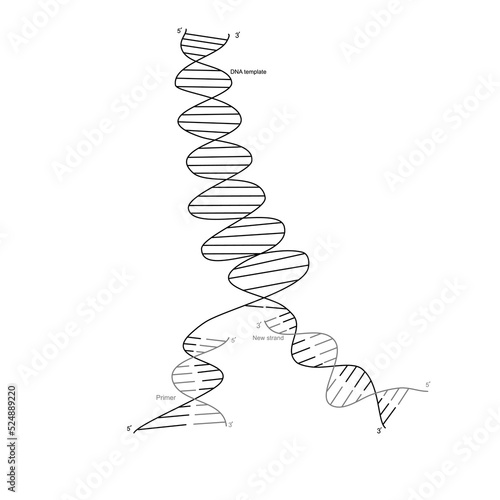 The new strand of target DNA was synthesized after specific primer binding that showed the concept of DNA amplified in PCR technique.