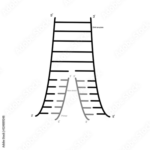 The double stand DNA template or target molecule was bonded with specific primer and new stand was synthesized that represent the concept of DNA amplified in PCR technique.