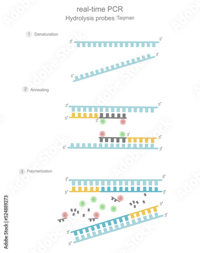The real-time PCR steps (denaturation, annealing and polymerization) that showed the used of hydrolysis probe : Taqman (chemistry detection dyes) for  signal analysis with qPCR machine