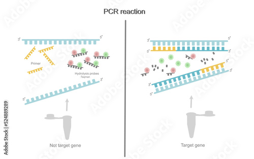 The PCR reaction of target and non-target gene in test tube that used hydrolysis pobes : Taqman for signal analysis by real time PCR machine