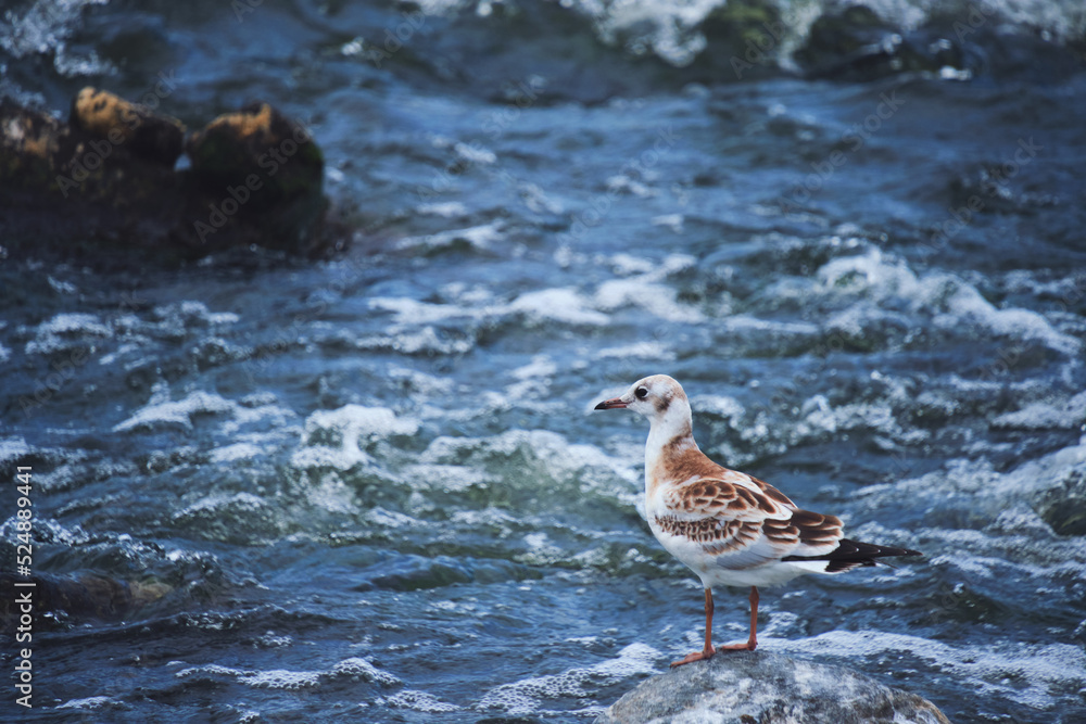 Seagull chick stands on stone middle stormy stream river water. Seagull chick stands on stone middle stormy stream river water.