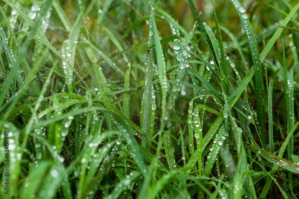 Green Meadow Grass In Raindrops, Natural Background,  Ecology, Earth Day.