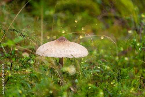Big umbrella mushroom in Green Meadow Grass In Raindrops, Natural Background, Ecology