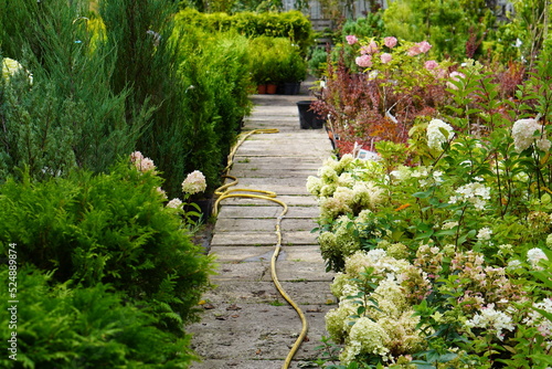 wooden path with yellow hose for watering with water in the garden with plants of flowering hydrangeas and dwarf thuja, pine, juniper in summer during the heat wave and drought