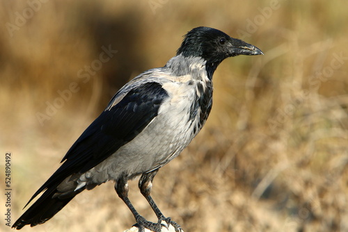 A gray crow sits in a city park in Israel.