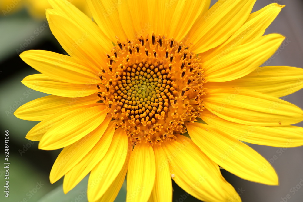 Blooming sunflower in the summer Blooming sunflower in the summer