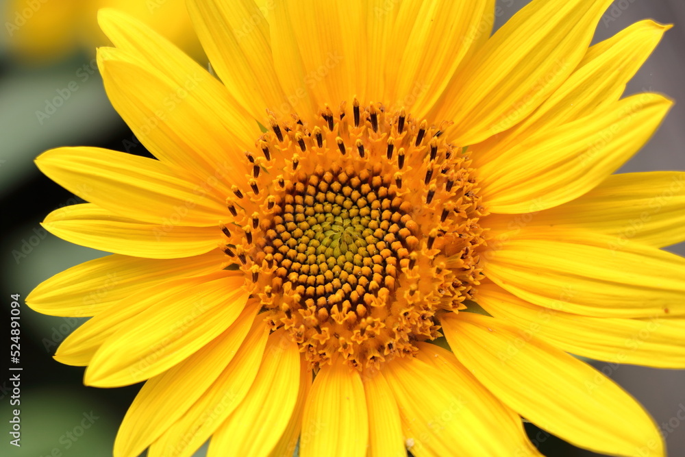 Blooming sunflower in the summer Blooming sunflower in the summer