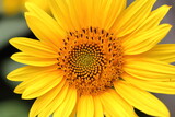 Blooming sunflower in the summer