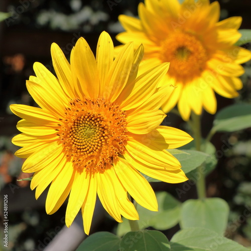 Blooming sunflower in the summer