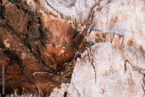 Tropical palm tree brown bark texture  closeup  natural background  the rough surface of the exotic palm trunk.