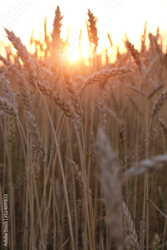 Ears ripe wheat in light colorful sunset.