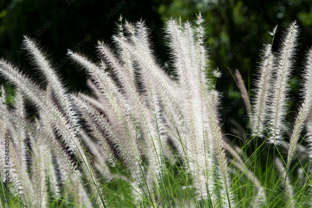 Closeup of a Straw Grass Flower bush with a blurred natural background. Selective focus, horizontal