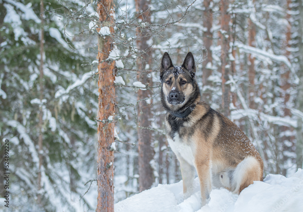 Young east siberian laika sitting in snowy forest Young east siberian laika sitting in snowy forest