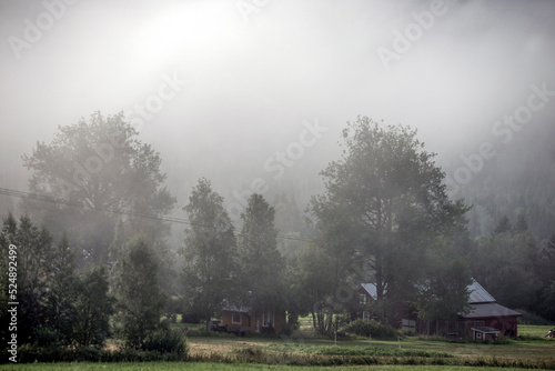 misty morning in the woods, åre, jämtland, sweden, sverige, sommar, årstid,norrland