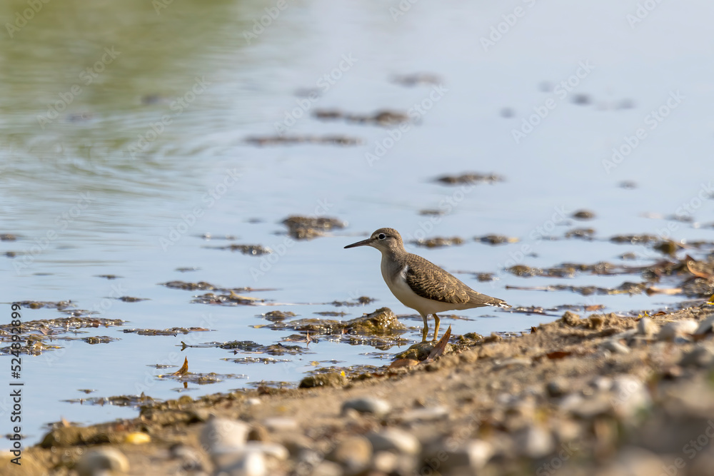 The spotted sandpiper (Actitis macularius) looking for food on the river bank. The spotted sandpiper (Actitis macularius) looking for food on the river bank.