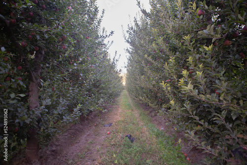 MANZANA ROJA  PLANTACION  Empaque de peras y manzanas