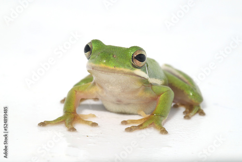 American green treefrog (Hyla cinerea) on a white background looking at the camera.