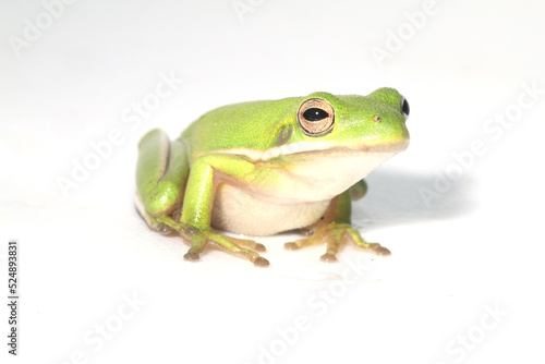 Portrait of a green treefrog (Hyla cinerea) on a white background. This species is common throughout the coastal plain of the southeastern United States of America. 