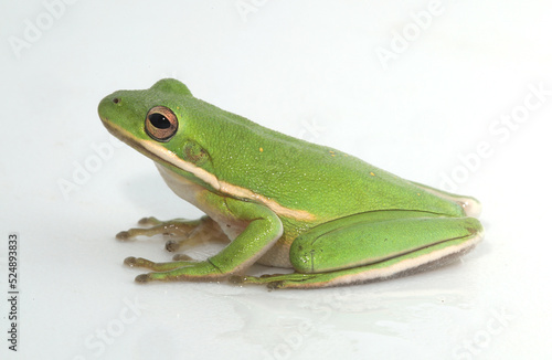 Lateral view of a green treefrog (Hyla cinerea) from coastal South Carolina. 