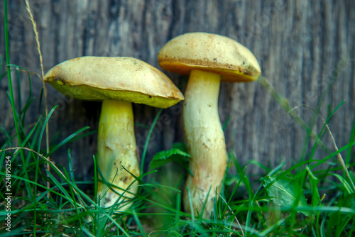 Natural forest mushrooms, white mushroom, boletus, porcini. Forest mushrooms on different backgrounds. The concept of natural food, haute cuisine, vegetarian cuisine, restaurant gourmet dishes.