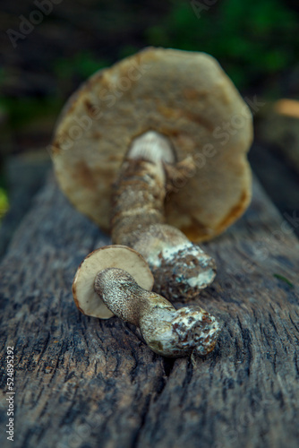 Natural forest mushrooms, white mushroom, boletus, porcini. Forest mushrooms on different backgrounds. The concept of natural food, haute cuisine, vegetarian cuisine, restaurant gourmet dishes.