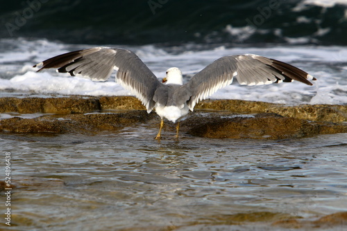 A seagull sits on the shore of the Mediterranean Sea.