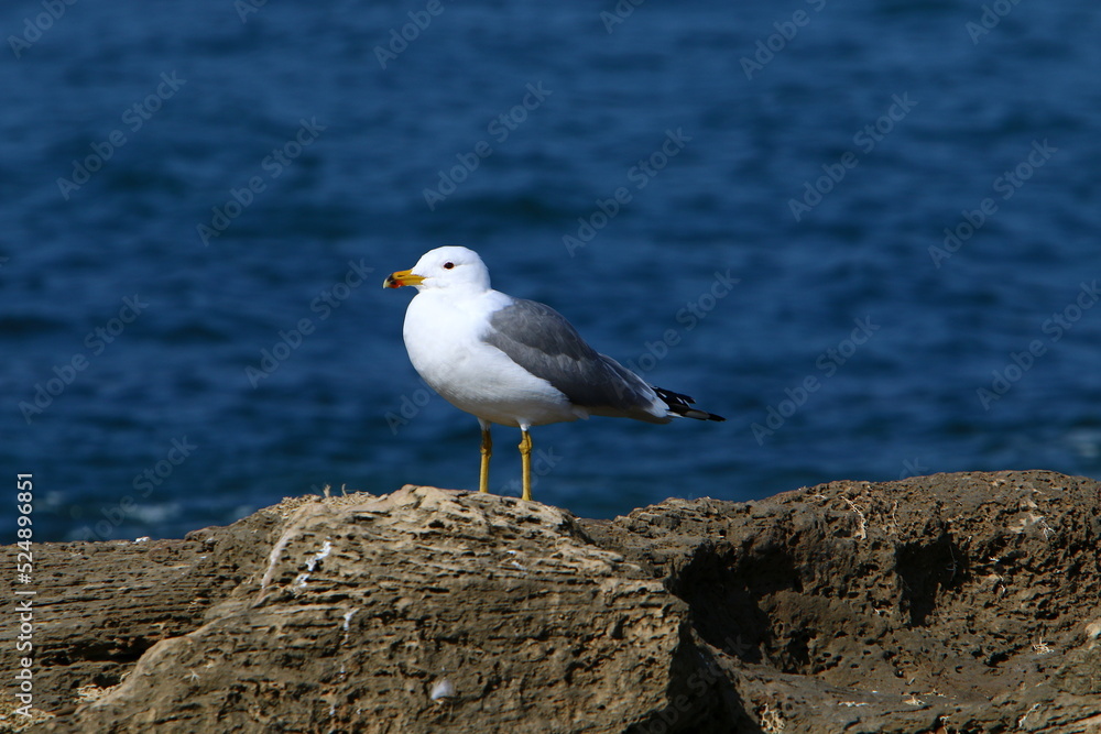 A seagull sits on the shore of the Mediterranean Sea. A seagull sits on the shore of the Mediterranean Sea.