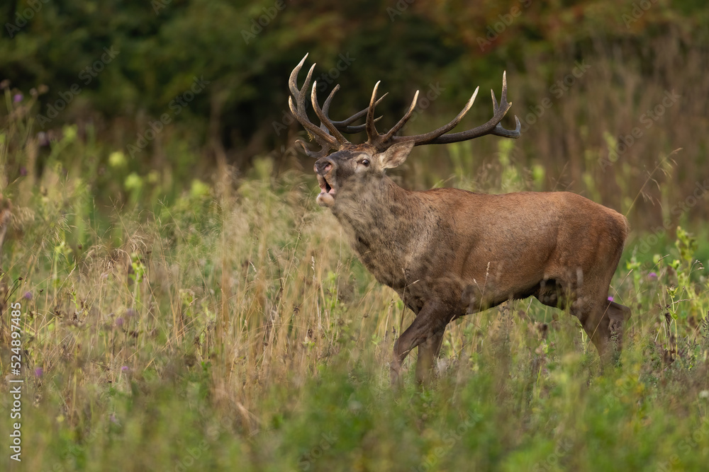 Red deer, cervus elaphus, bellowing in long grassland in autumn nature. Antlered mammal roaring on field in fall. Brown stag walking on meadow in rutting season. Red deer, cervus elaphus, bellowing in long grassland in autumn nature. Antlered mammal roaring on field in fall. Brown stag walking on meadow in rutting season.