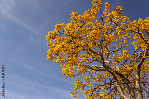 Detalhe de um ipê amarelo florido com céu ao fundo e espaço para texto. photo