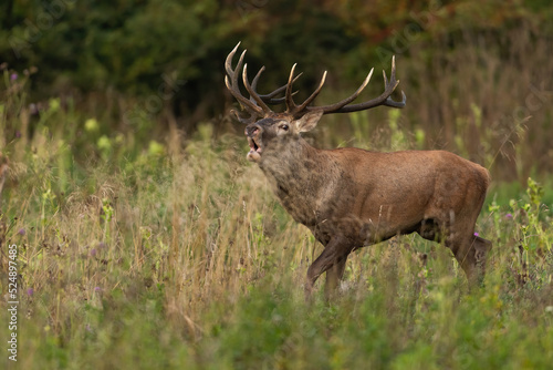 Red deer  cervus elaphus  bellowing in long grassland in autumn nature. Antlered mammal roaring on field in fall. Brown stag walking on meadow in rutting season.