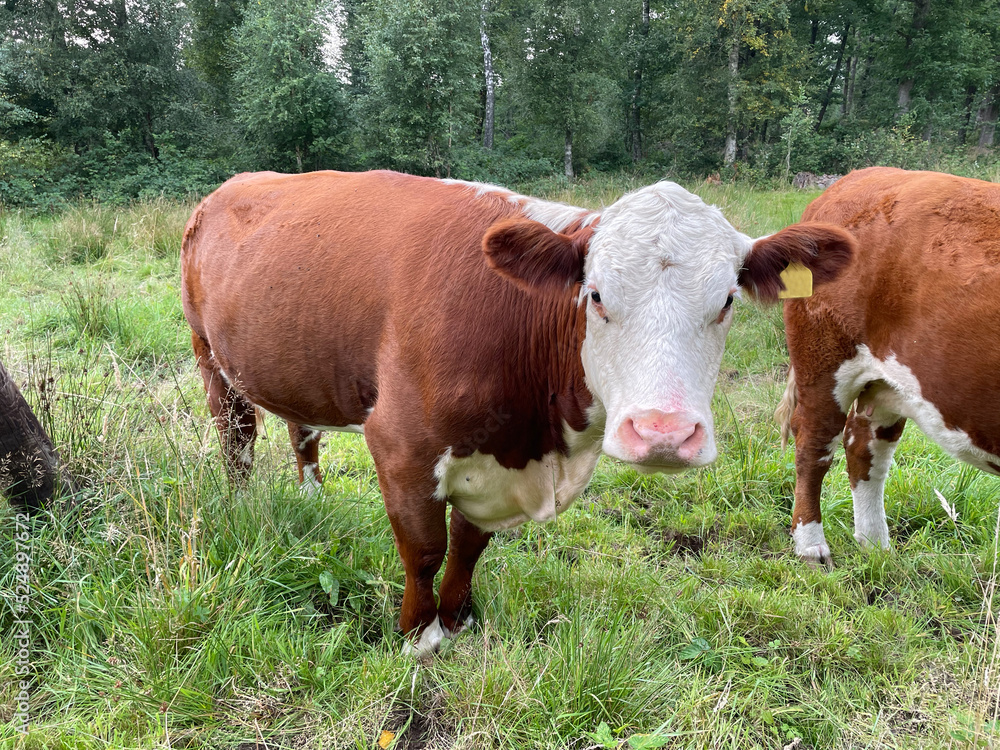 kühe, kuh, nutztier, tierhaltung, freiland, milchkuh kühe, kuh, nutztier, tierhaltung, freiland, milchkuh
