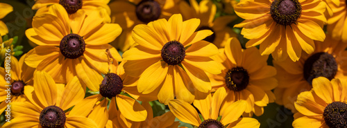 Banner beautiful autumn yellow flowers.