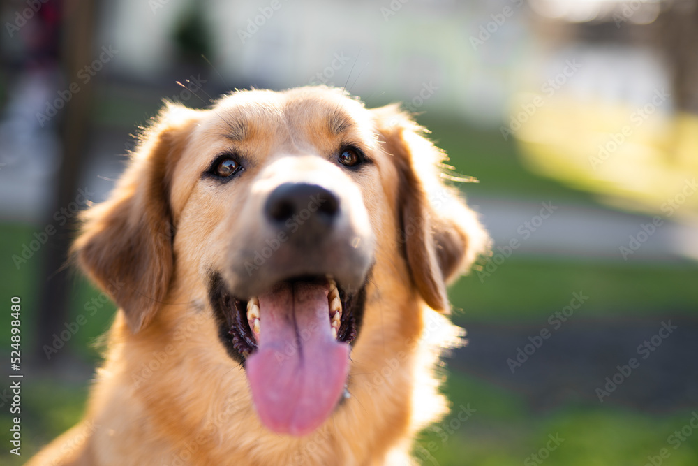 beautiful close-up portrait of a dog