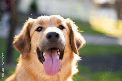 beautiful close-up portrait of a dog