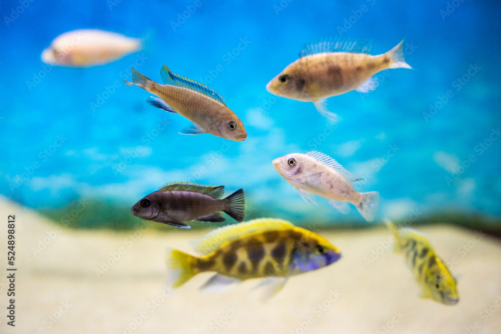 beautiful colored fish in the aquarium beautiful colored fish in the aquarium
