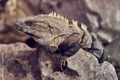 Close-up of a gray iguana photo