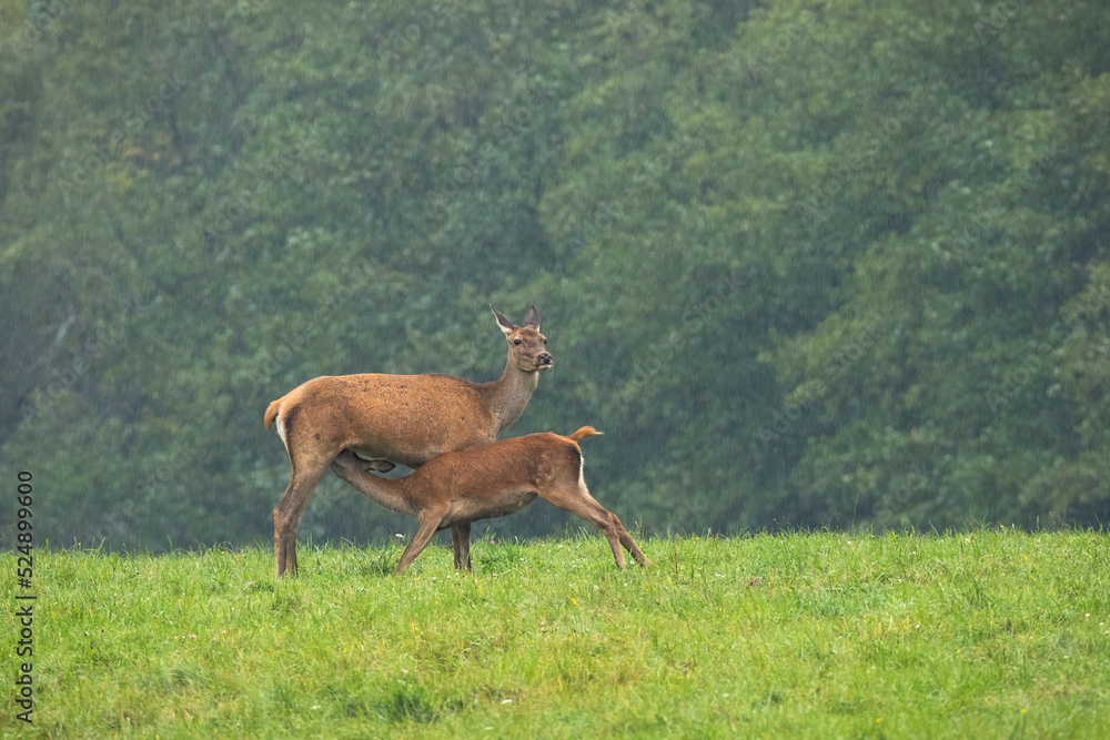 Naklejka premium Mother red deer, cervus elaphus, feeding her young with milk on a summer meadow in rain. Hind breastfeeding fawn with copy space. Concept of animal love.