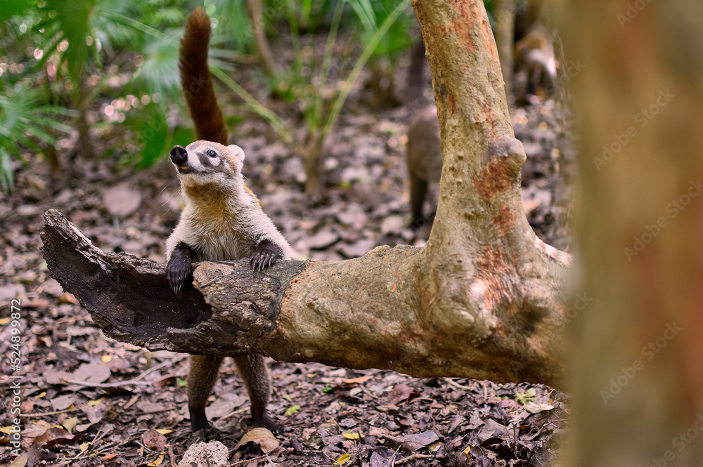 Coati in the middle of the forest