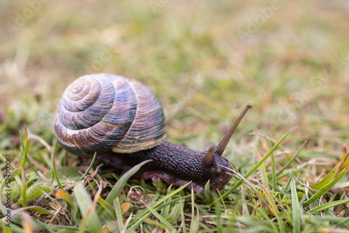 snail with large colorful shell crawls along the grass on the oregon coast 