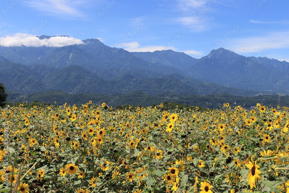 Fototapeta premium 八ヶ岳とひまわり畑／山梨県北杜市