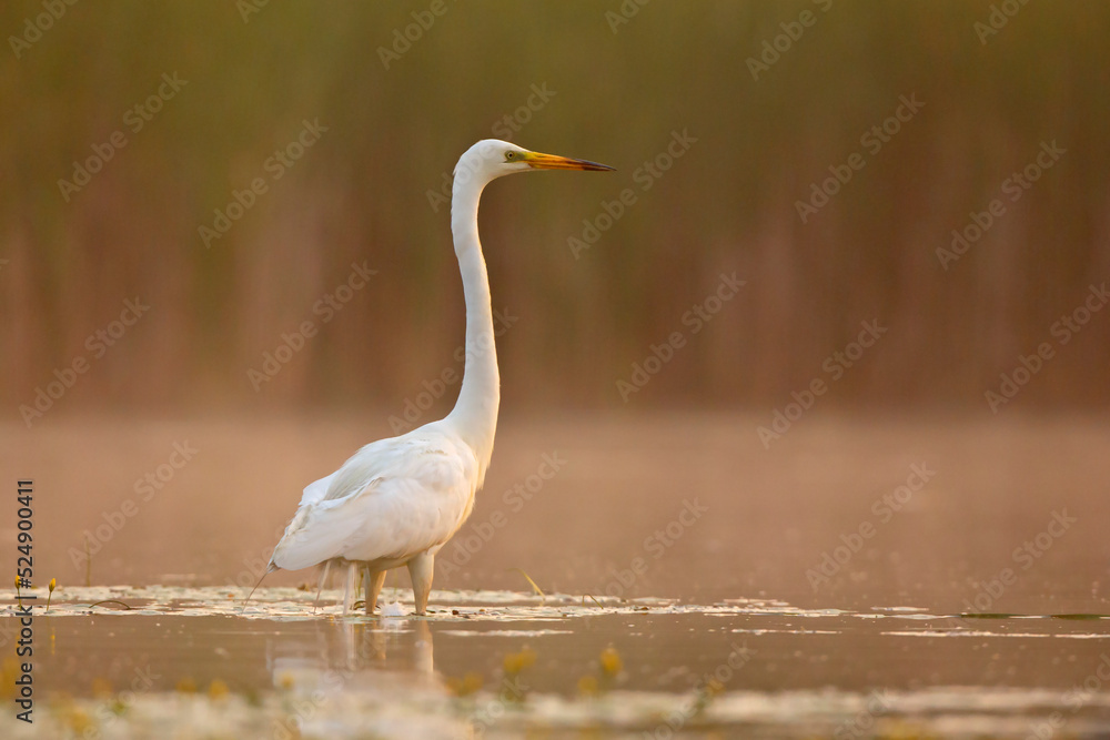 Czapla biała (Ardea alba) Czapla biała (Ardea alba)