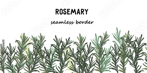 Rosemary herbs and spices hand drawn seamless vector background.