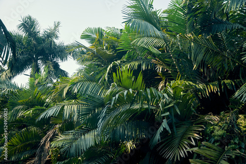 branches of lush green coconut - palm trees inside AJC Bose Indian Botanic garden  at Shibpur  Howrah.