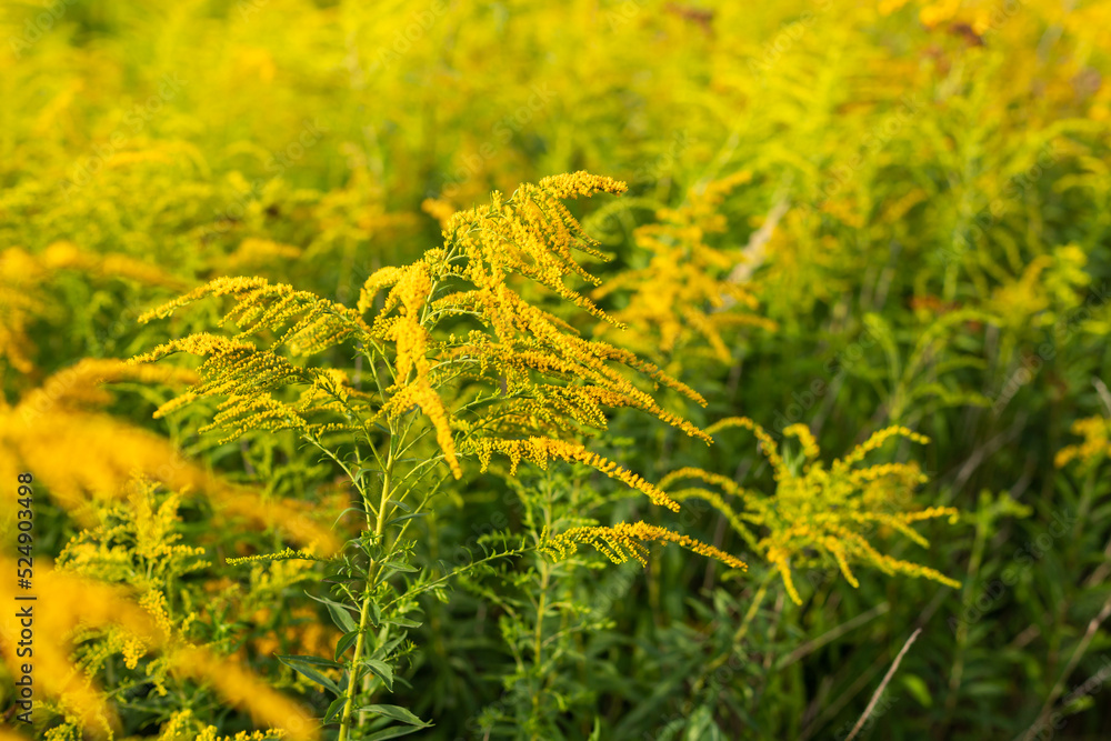 Canada goldenrod bushes blooming. Solidago canadensis causing allergy