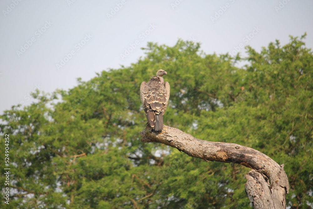 Obraz premium vulture on branch