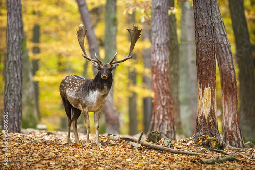 Fallow deer, dama dama, looking to the camera in forest in rutting season. Spotted stag standing on orange foliage in fall. Antlered mammal watching in color woodland.