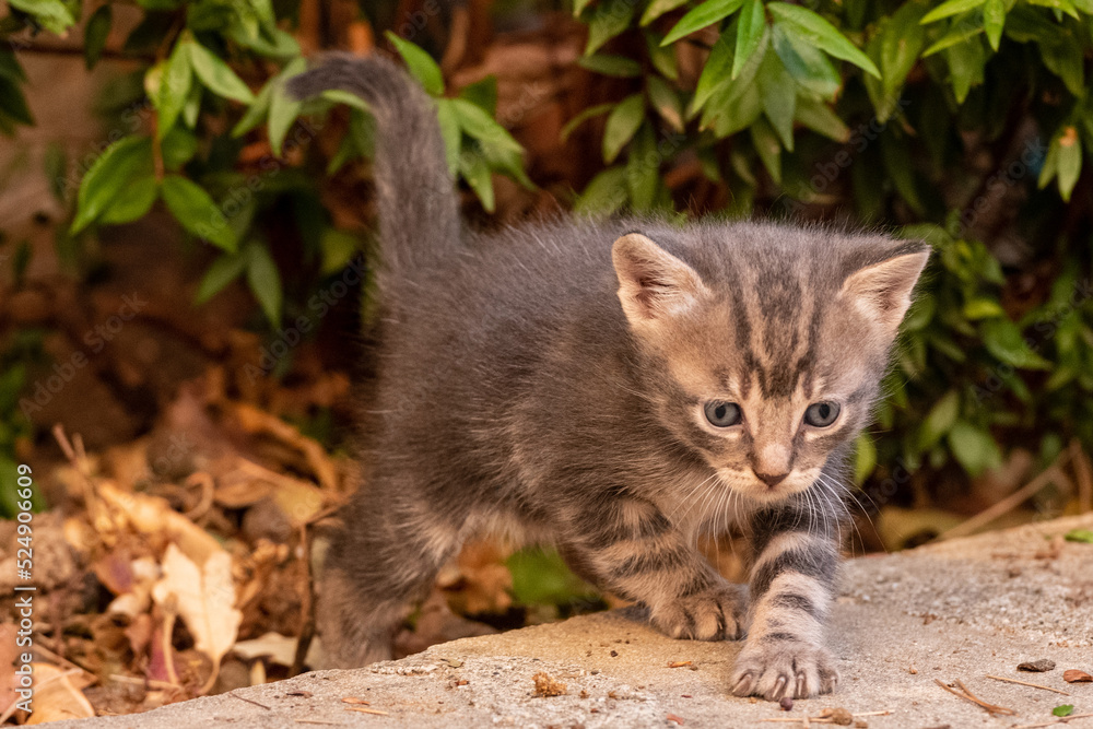 Kittens Kittens